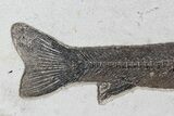 Notogoneus Fossil Fish (Scarce Species) - Wyoming #77881-2